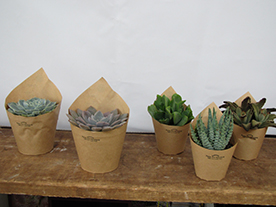 多肉植物・サボテン