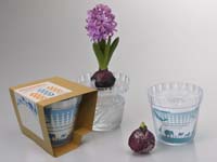 水栽培球根セット