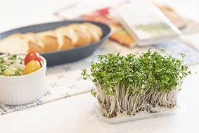 スプラウトシリーズ