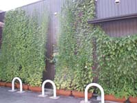 特集ページ<br />
みどりのカーテン&reg;