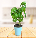 マグカップ水耕栽培キット